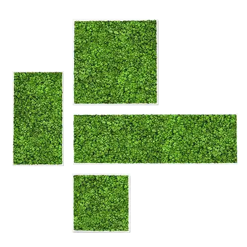 moss frames.webp