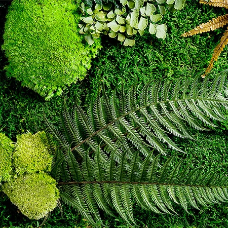 보존 Forest Moss 질감