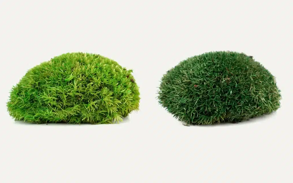 Two different green moss balls on white background