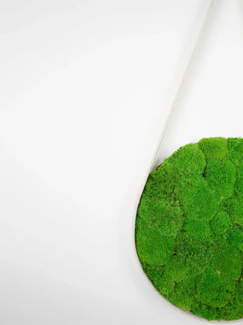 Green moss in a round container on white background.