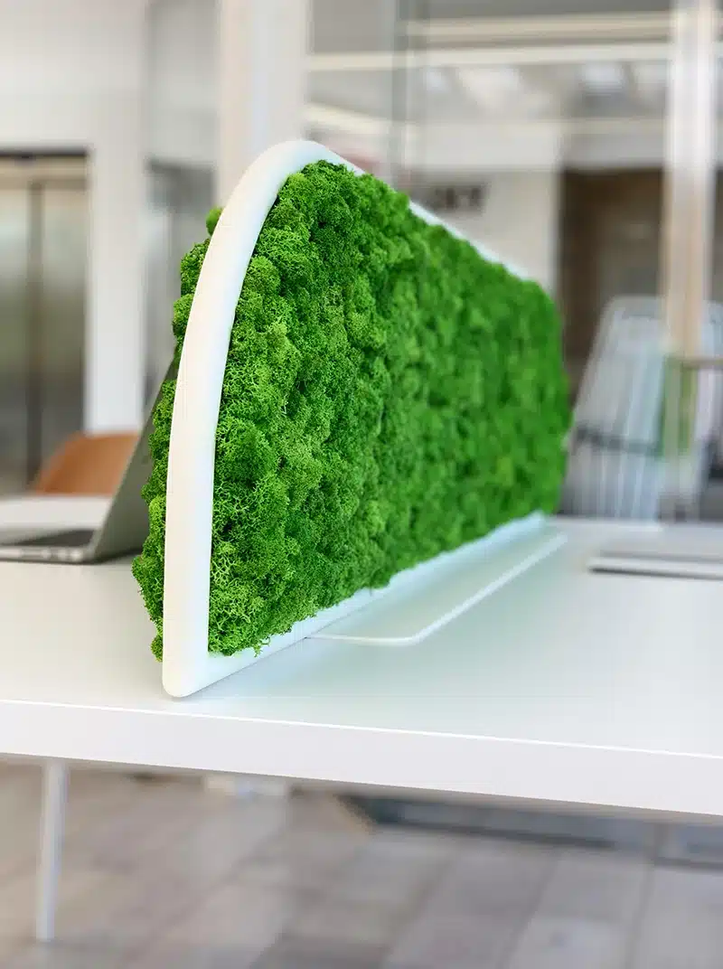 Green moss wall divider on office desk.