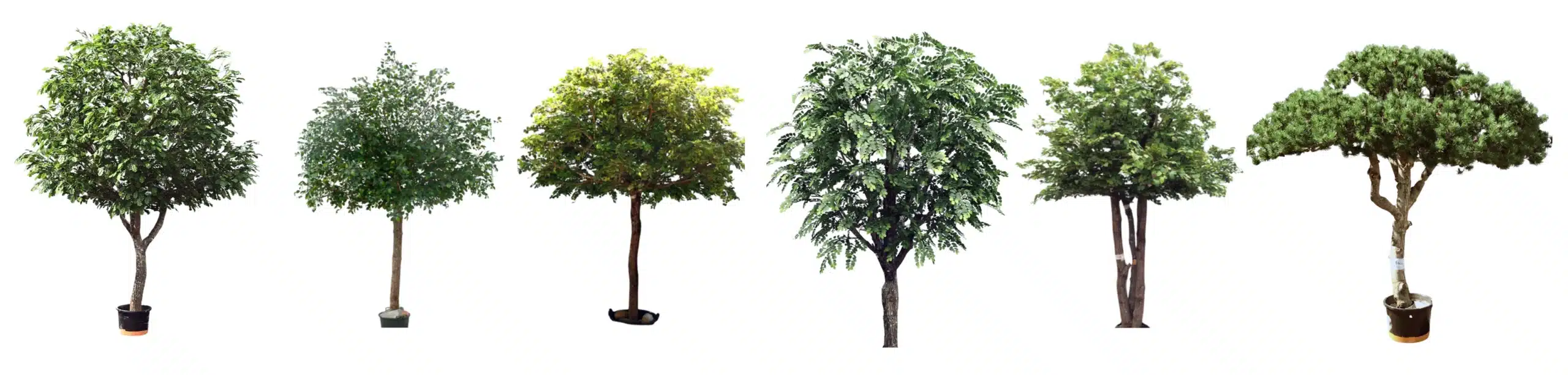 Various trees in pots on white background