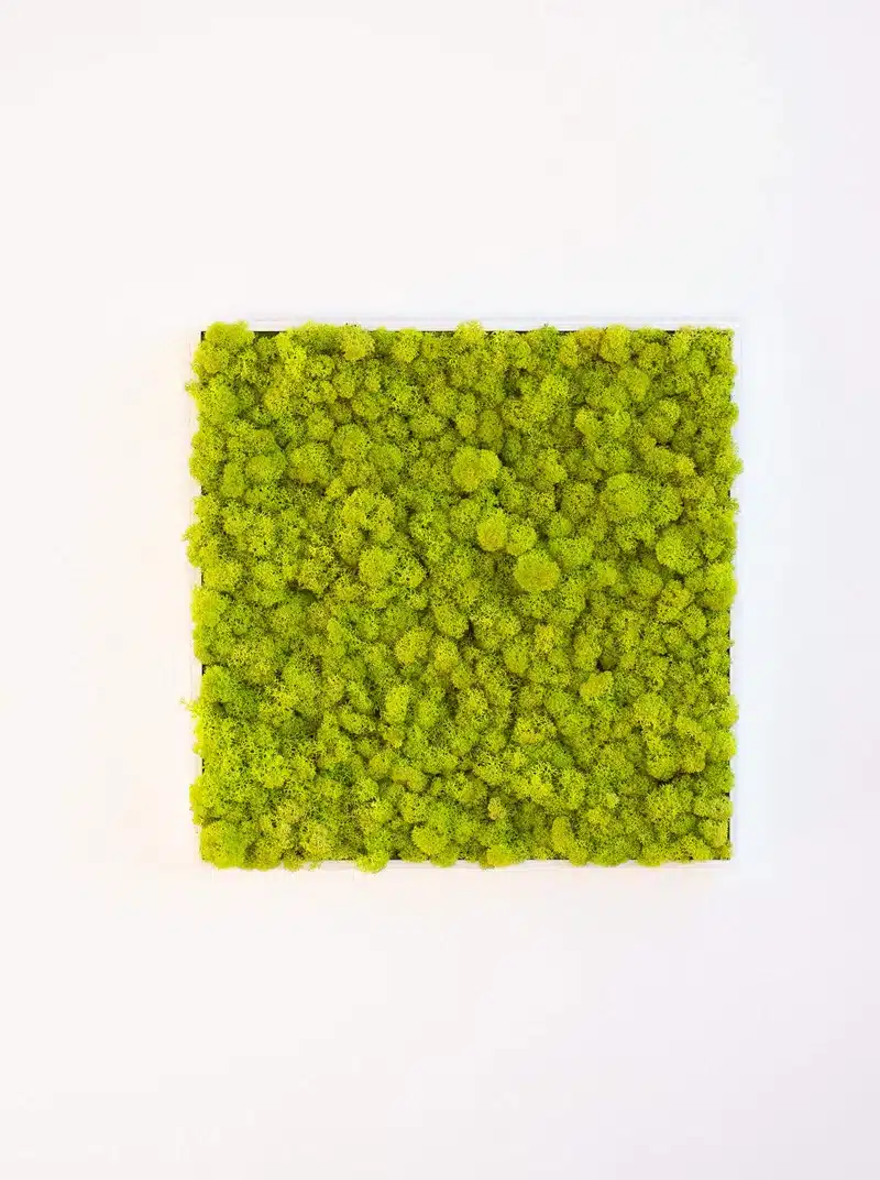 Square frame of vibrant green moss wall art.
