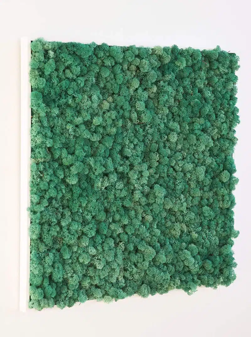 Green moss wall art with white frame.