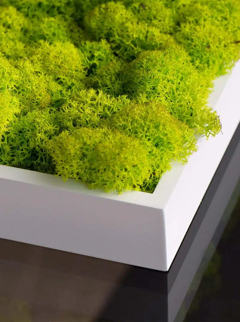 Bright green moss in white planter box