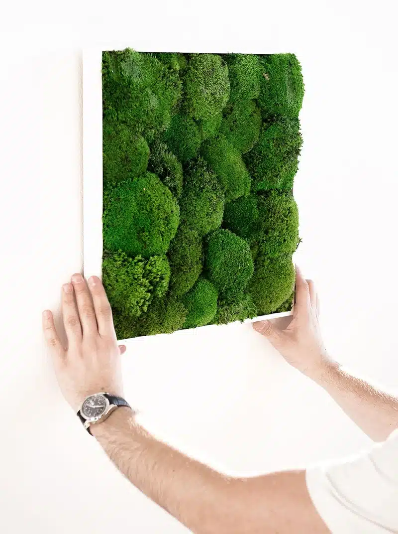 Man hanging moss art on white wall.