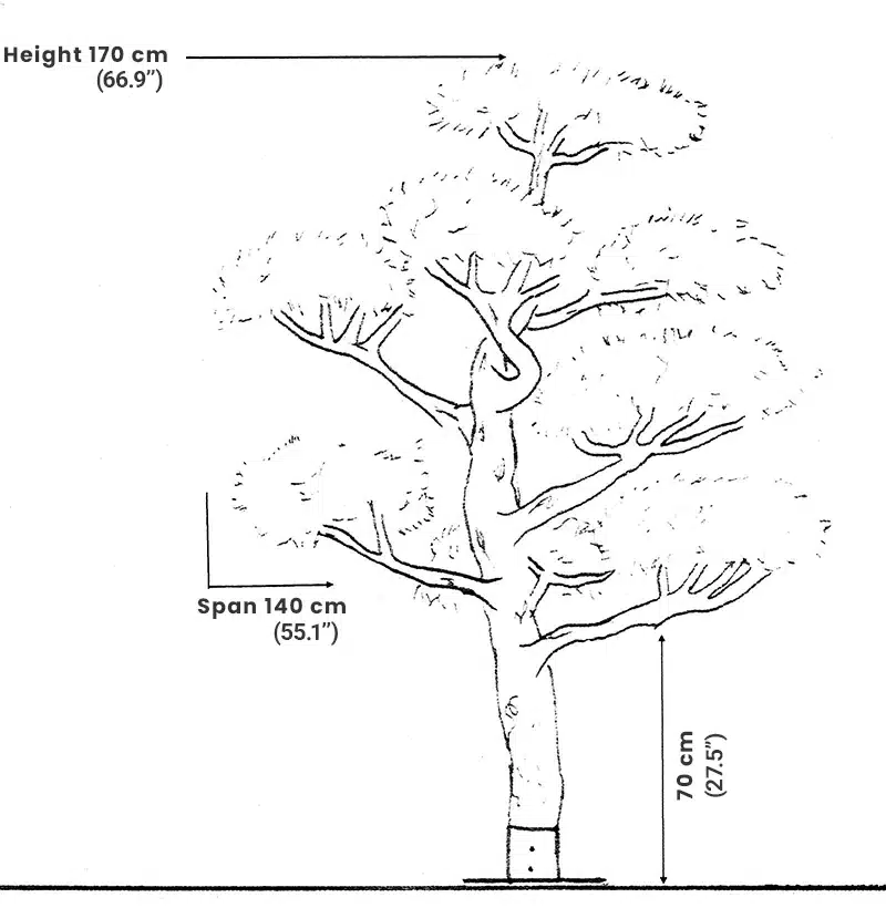 Diagram of tree with height and span measurements.