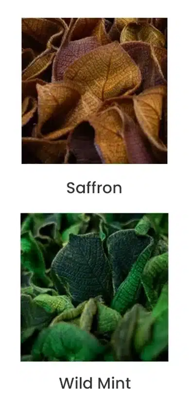 Dried saffron and wild mint leaves close-up