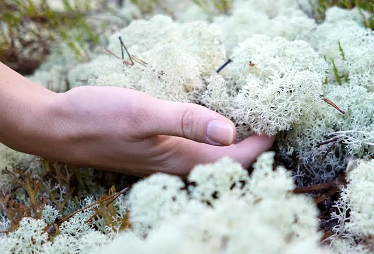 greenmood lichen wall 01.webp