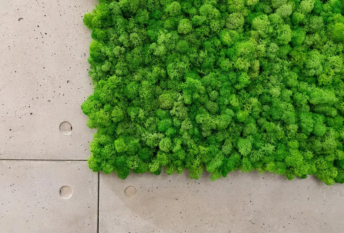 greenmood lichen wall 02.webp