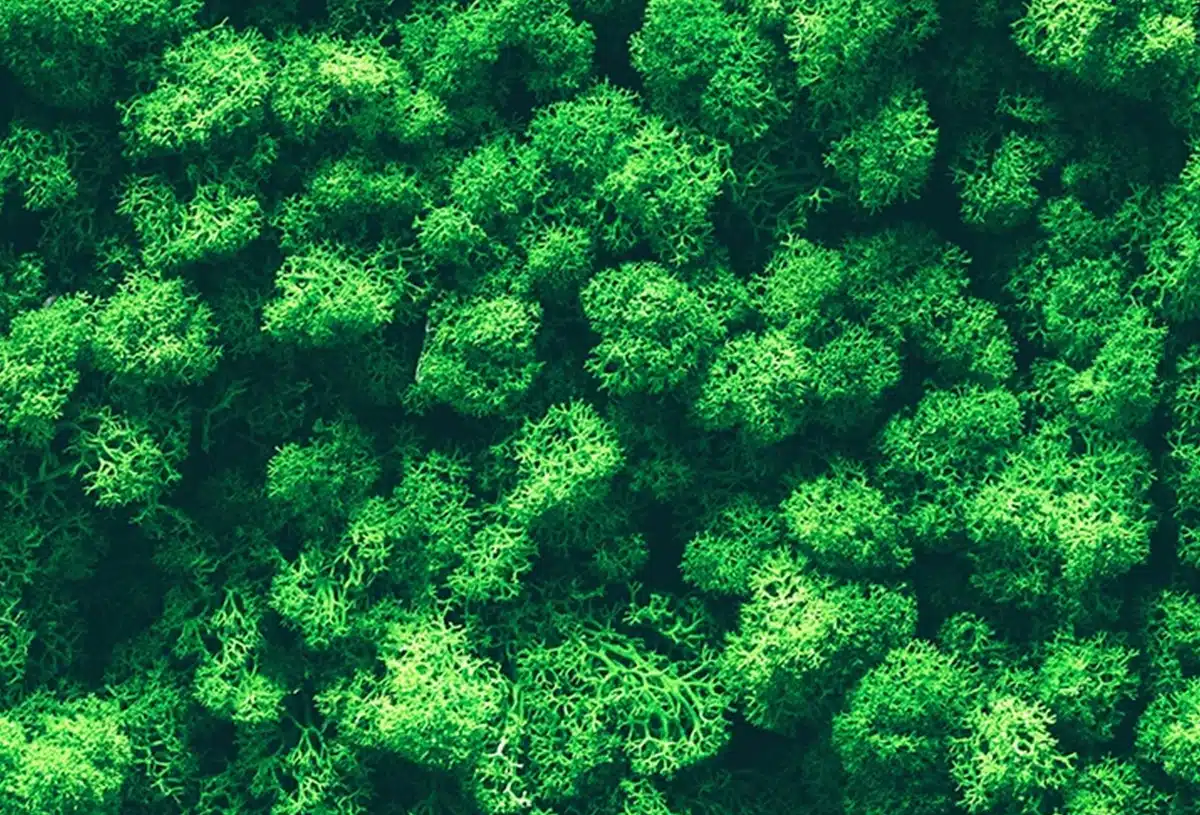 greenmood lichen wall 05.webp