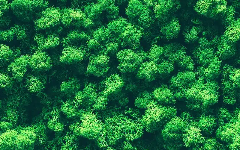 reindeer moss 01.webp